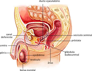 fertilidade masculina sistema reprodutor