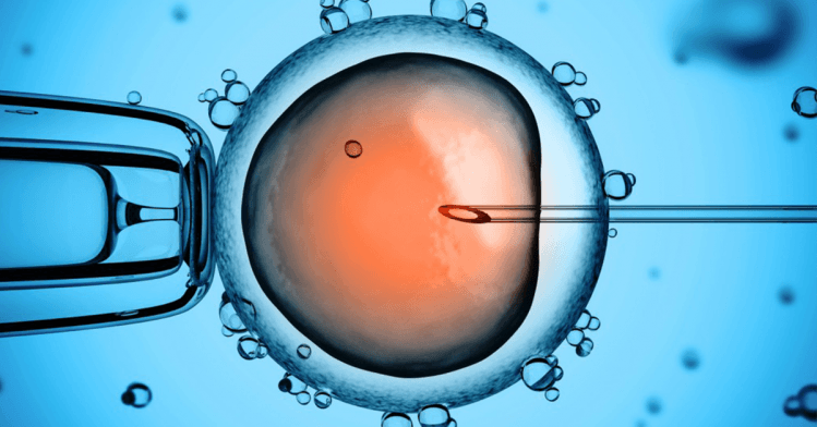 processo de fertilização in vitro